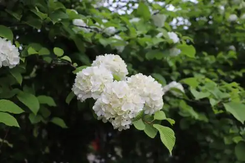 琼花(白绣球花)开在农历三月末