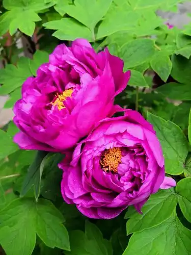 其它 阳春三月牡丹红 写美篇洛阳牡丹甲天下. 历经风雨冰雪寒