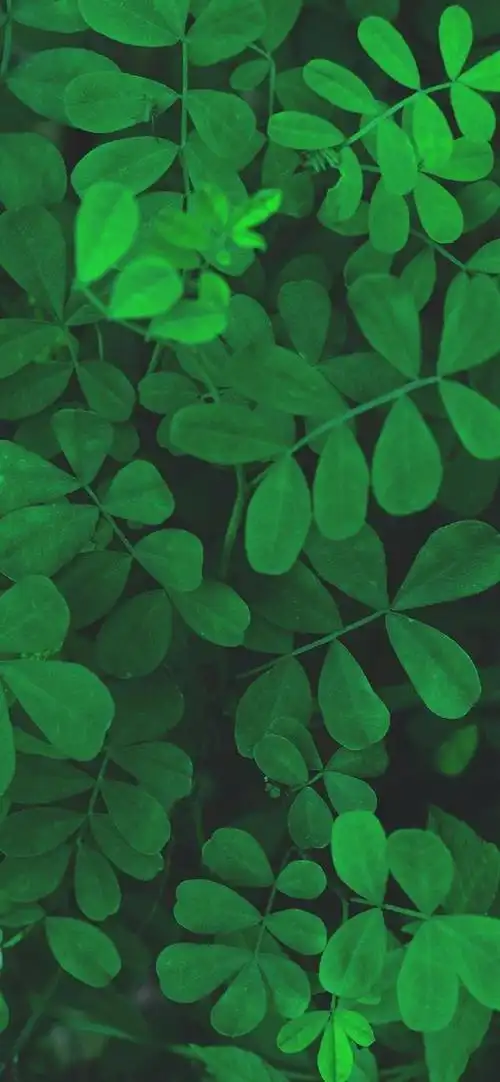 多彩壁纸688期|高清壁纸无水印 清新绿色护眼壁纸