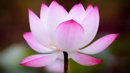 池塘绽放着的荷花,鲜花-回车桌面