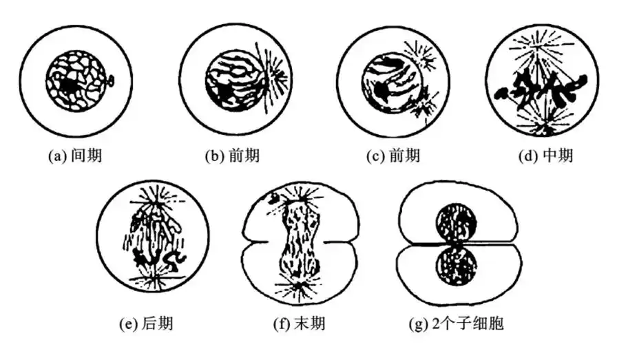 (1)在分裂前期,马蛔虫受精卵的细胞中有两组中心粒向两极移动,并发出