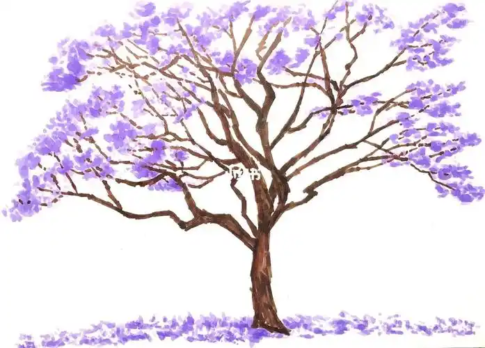 马克笔手绘蓝花楹,树形和色彩都好美!