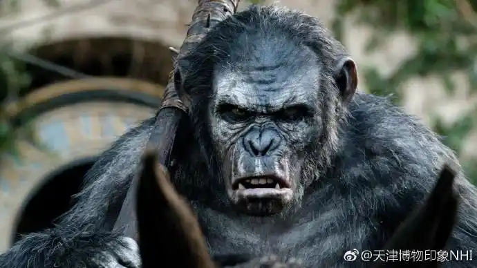 【猿来如此——谁说只有人类才又荒淫又暴虐】黑猩猩属家族的的暴力