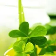 四叶草微信头像图片 唯美好看四叶草清新的微信头像_小清新头像_美头