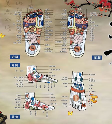 569海报印制海报展板素材595左右脚内外侧上穴位图 非高清图