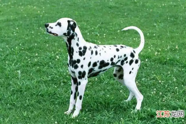 常见狗狗品种大全及图片名称 狗狗品种大全及图片分类