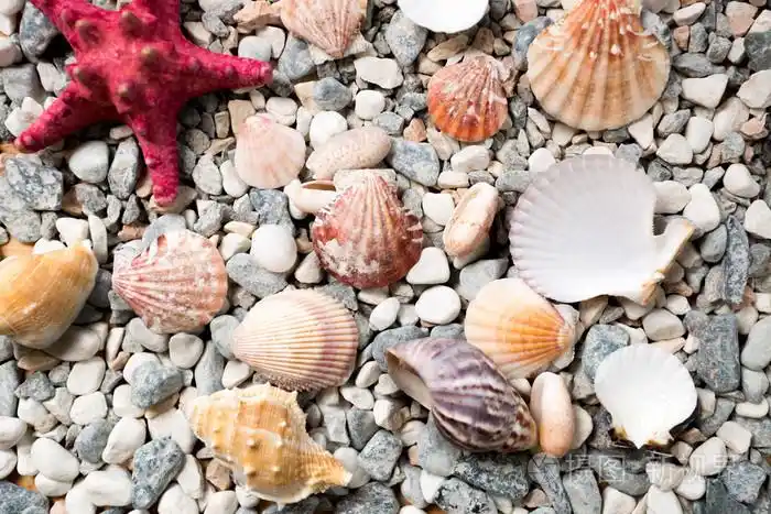 海底的纹理覆盖着彩色的贝壳和 starfi