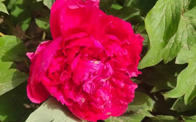 牡丹品种:卷叶红