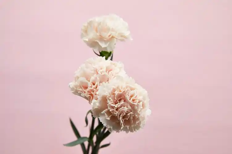 鲜花花朵教师节康乃馨花朵花束在粉色纯色背景前的场景素材配图正面图