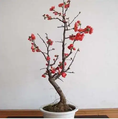 山东北美海棠盆景——海棠盆景