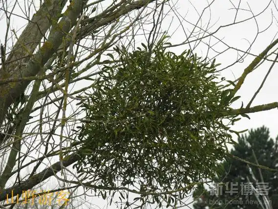 i>viscum ovalifolium /i>)为桑寄生科槲寄生属的植物