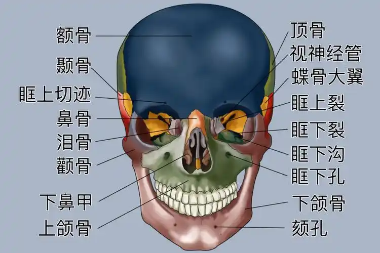 98额颞部为两个部位,分别为额骨和颞骨,分别对应额头和耳周.