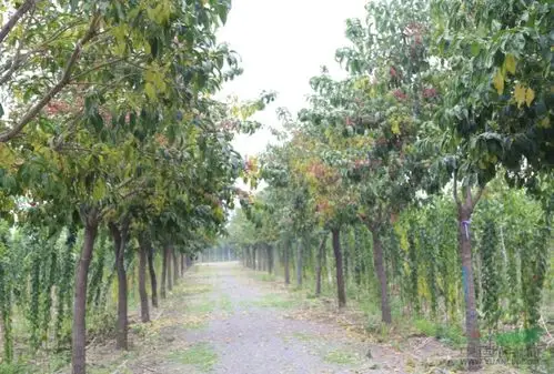 丝棉木做公路绿化行道树,会不会很漂亮?