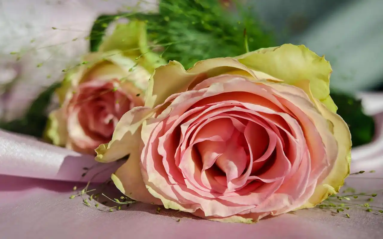 娇嫩粉色玫瑰花图片电脑壁纸