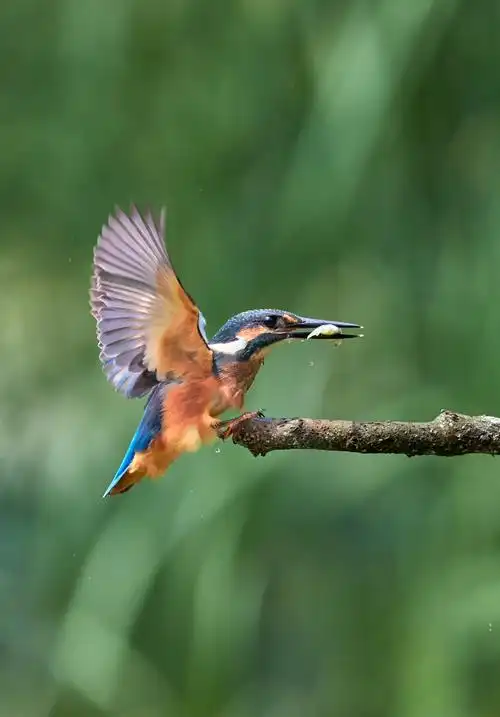 捕食小鱼的翠鸟