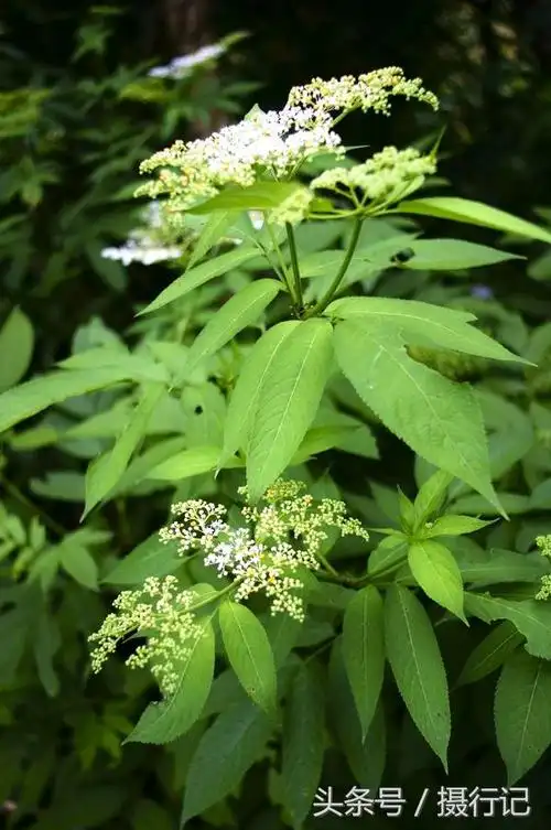 农村一种令人厌恶的草竟是治跌打损伤接骨头的草您可曾认识
