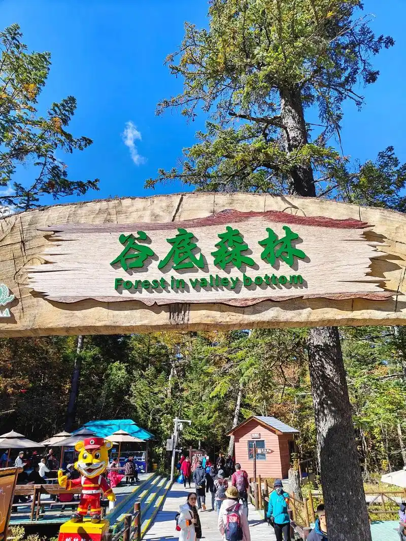 长白山谷底森林.#原始森林公园 - 抖音