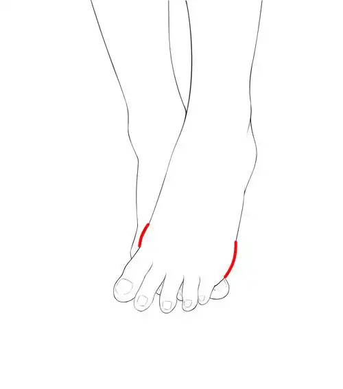 脚踝是内高外低的,画成左右平行就要反省啦~脚掌连接脚趾处两侧的骨头