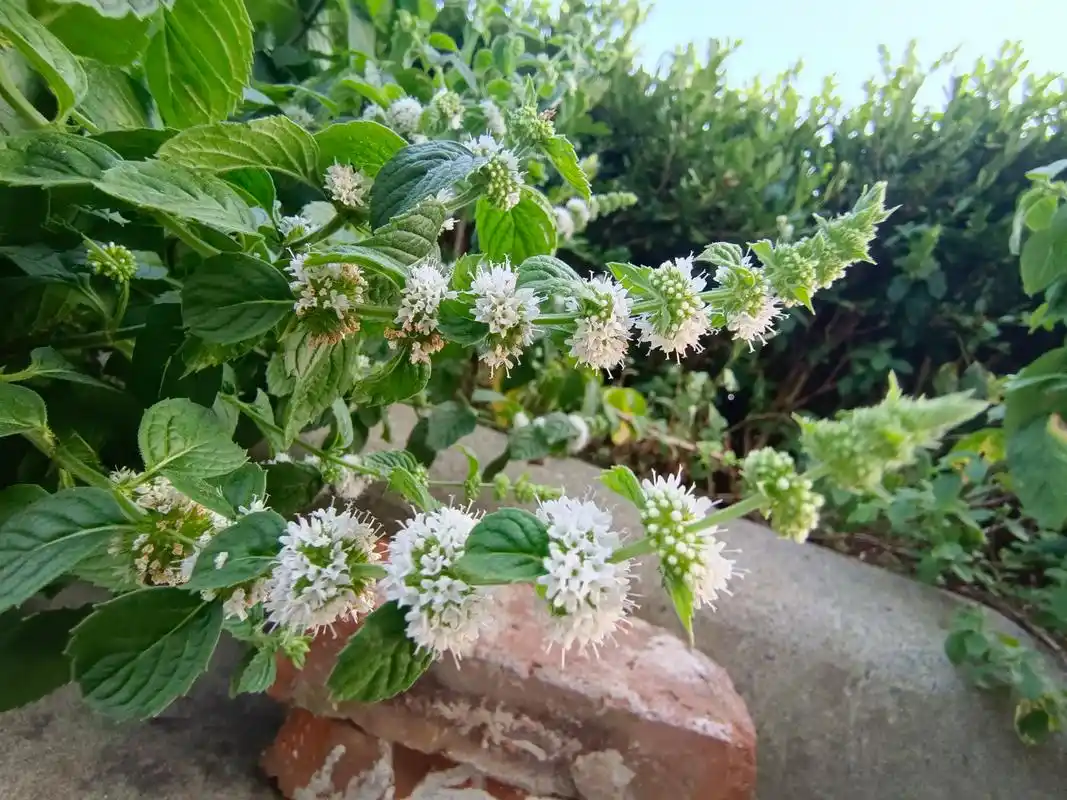 薄荷开花了,花剑像宝塔似的