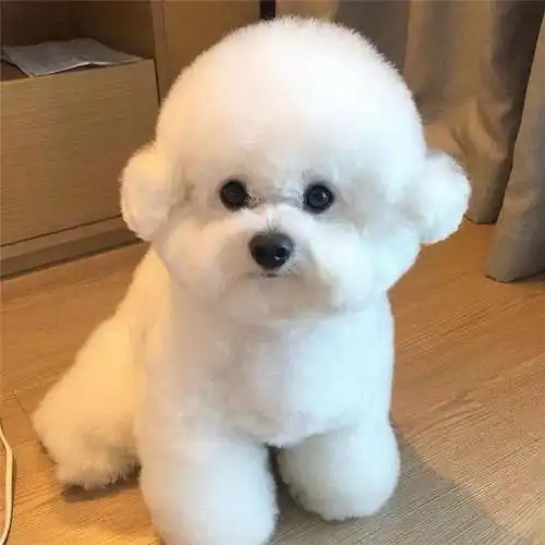 纯种迷你比熊幼犬活体茶杯比熊犬法国卷毛比熊宠物犬三针疫苗比熊