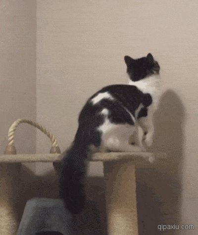 说出来你可能不信,我家猫躲猫猫没输过