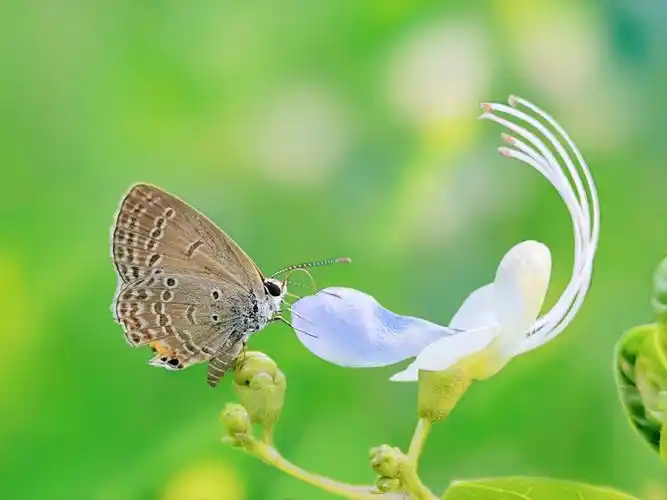 蝴蝶花与花蝴蝶