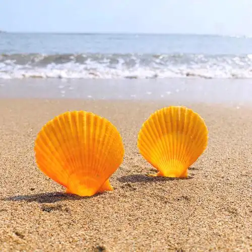 贝壳扇形彩色桔色贝天然海螺家装墙贴地婚庆装饰画海螺