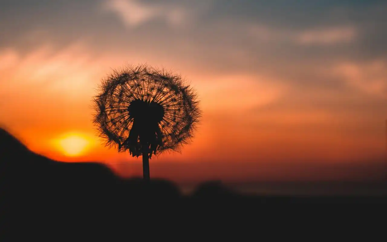 蒲公英唯美高清图片电脑壁纸