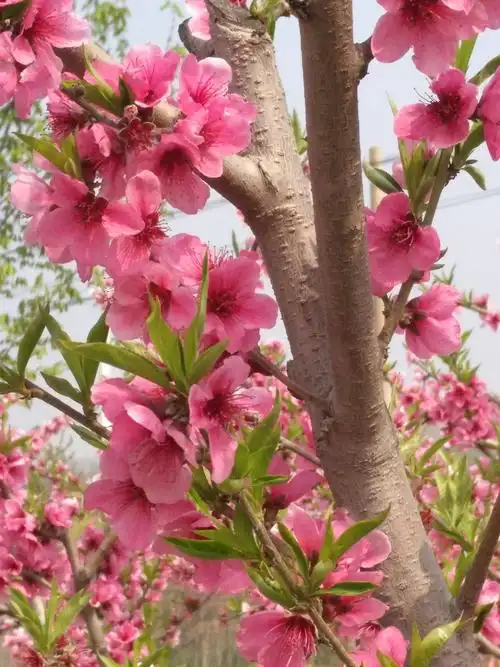 桃花飘香令人醉
