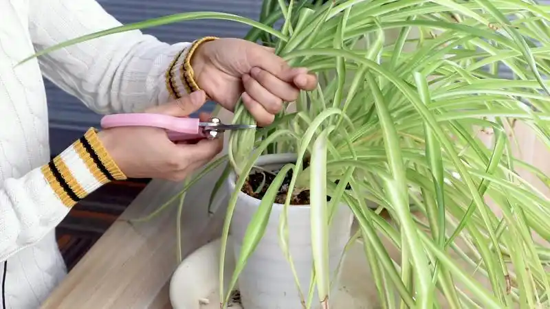 吊兰怎么修剪,太茂盛了怎么修剪 - 花花聊花