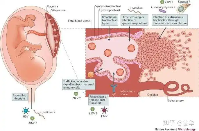 胎盘屏障是胎儿与母体间进行物质交换的天然屏障https://www.nature.