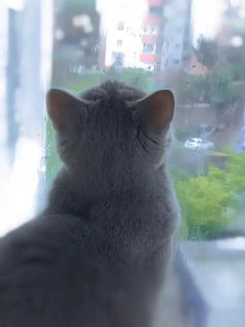 听雨 ～阳光灿烂时眯眼微笑,烟雨蒙蒙时安静思考.