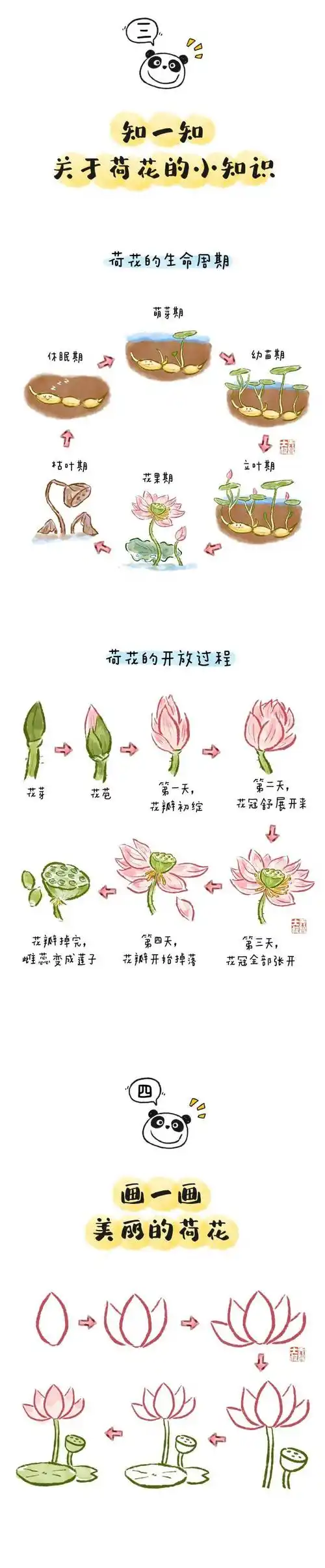 给幼儿园小朋友们的荷花图鉴_孩子_季节_大自然