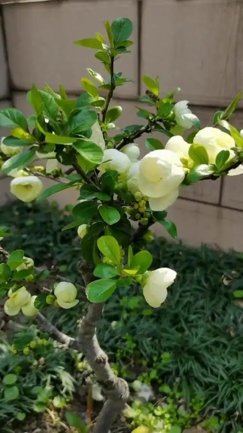 绿宝石海棠开花了,绿色的就是漂亮,小清新