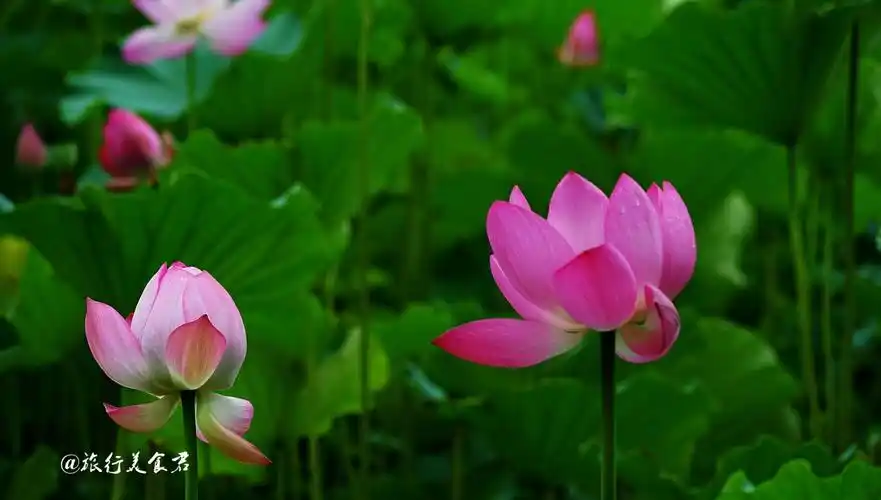 张张都能做壁纸,这就是西安莲湖公园的荷花,实在是太美了!