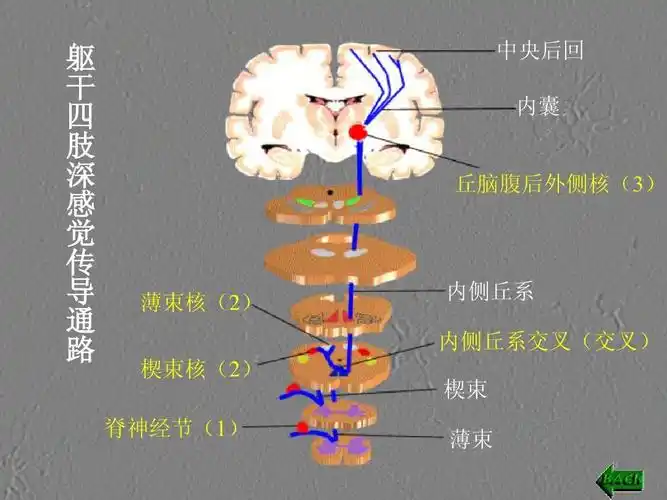 8感觉传导通路ppt