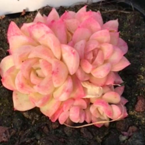 多肉植物女王玫瑰群 高端精品韩国进口肉肉云南直发防辐射窗阳台