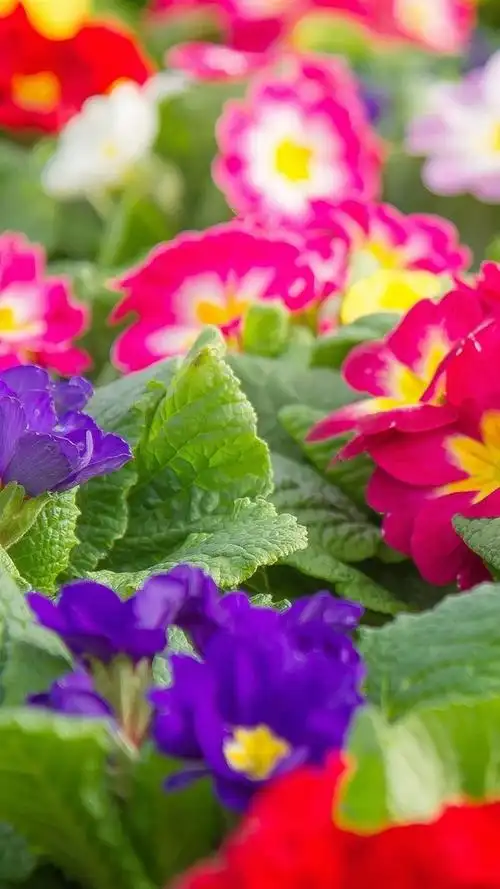 iphone 壁纸 多彩报春花,鲜花摄影