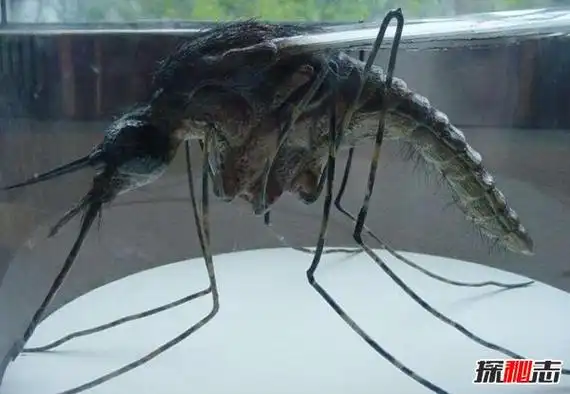 世界上最大的蚊子吃人40多人因蚊子而丧生传染性强