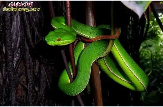 绿色蛇图片十大常见和不常见的绿色蛇类图片大全