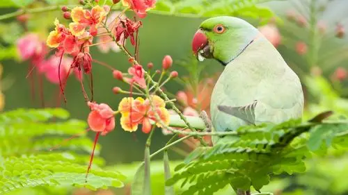 会说话的鹦鹉壁纸