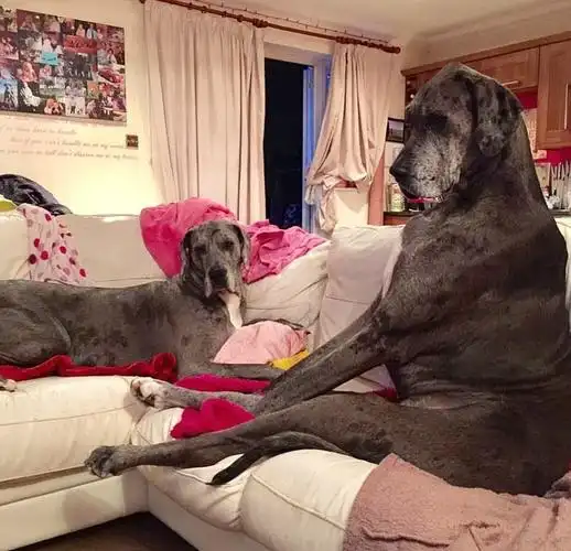 围观:世界上最大狗站高2米多 比姚明还高!