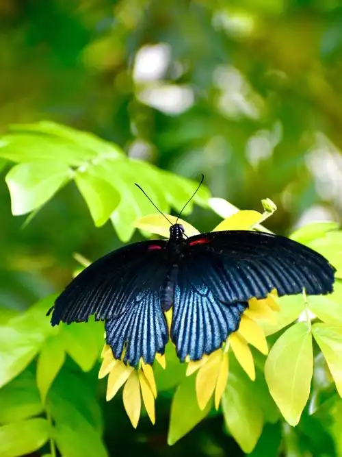自然生态蝶恋花六美凤蝶