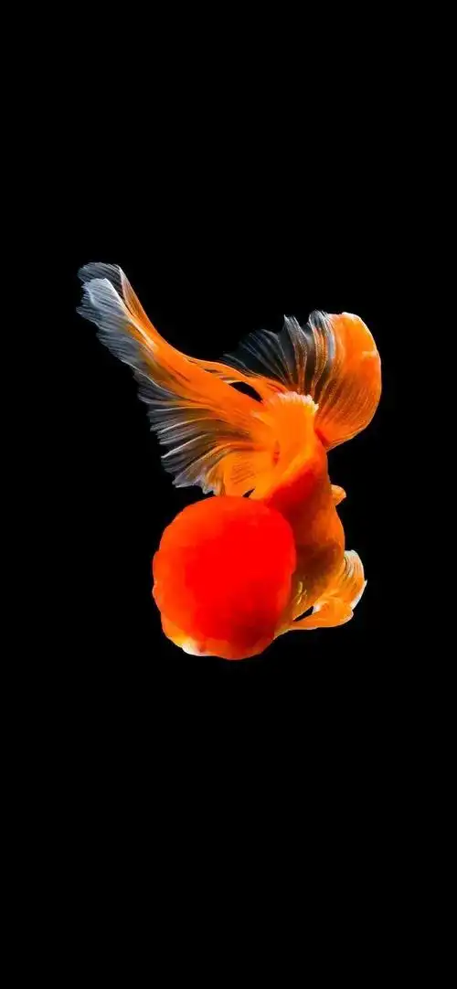 壁纸@高清金鱼壁纸