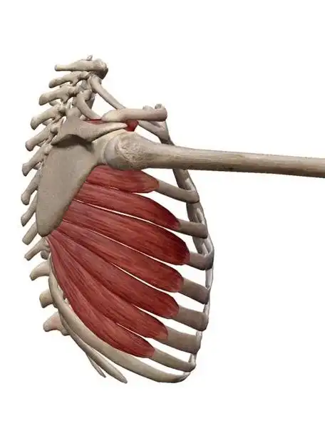 肩关节复合体重要成员——训练你的前锯肌