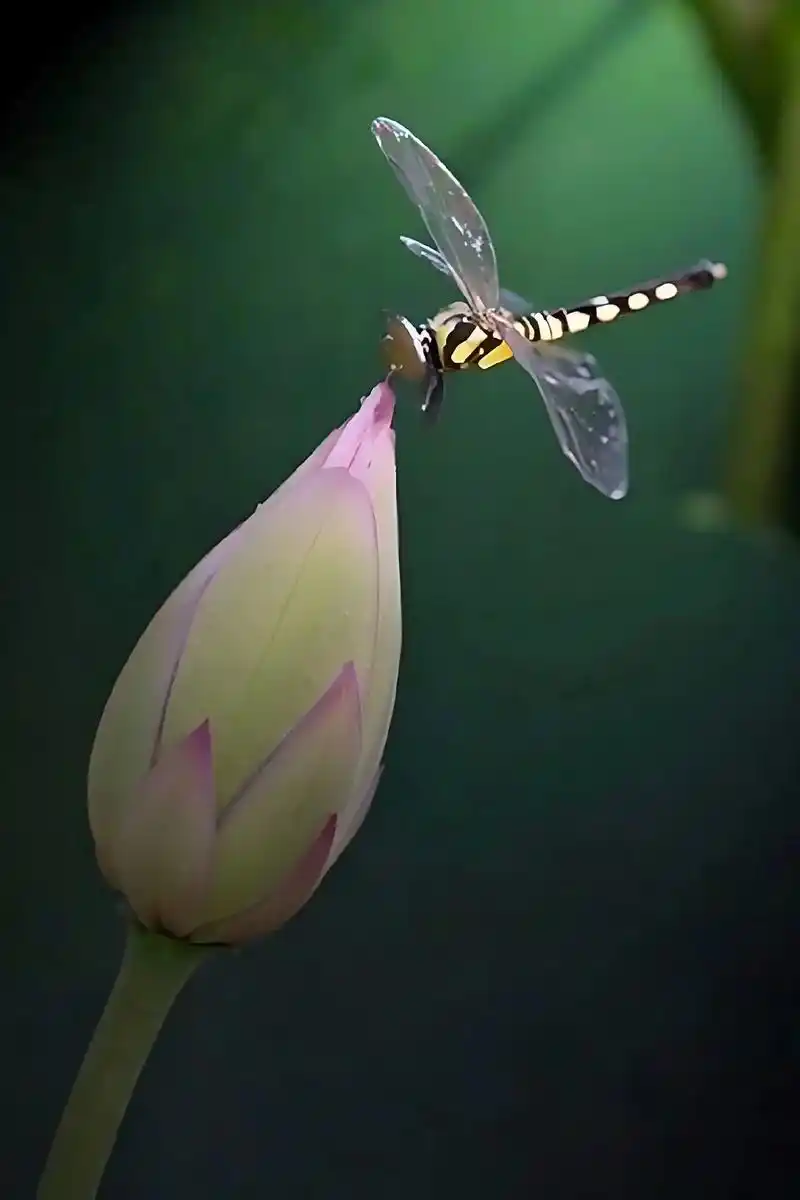 小荷才露尖尖角,早有蜻蜓立上头.#大自然 #小荷 - 抖音