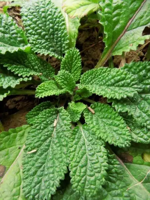 余茂江│梅花,雪见草,管-搜狐大视野-搜狐新闻