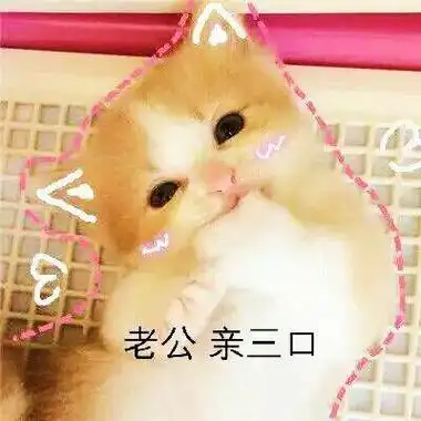 老公,亲三口 - 猫咪撒娇卖萌表情包_喵咪_喵星人_怂_萌萌哒表情
