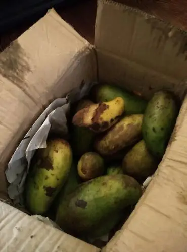 拼多多商城买的芒果稀烂什么破玩意奉劝大家慎买