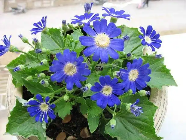 开蓝色花的植物花卉有哪些